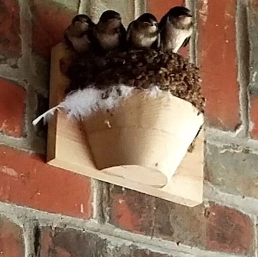 Barn Swallow Nest Cups - Set Of 2 -Pet Supplies Store Barn Swallows Nest Cup