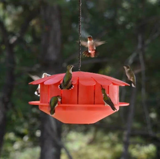 Humm-Bug Protein Hummingbird Feeder -Pet Supplies Store Hum Bug Protein Hummingbird Feeder