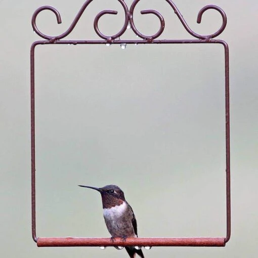 Pop's Hummingbird Swing -Pet Supplies Store Hummingbird Swing