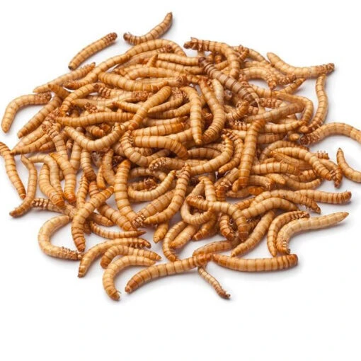 Live Mealworms-Bulk Options -Pet Supplies Store Live MealWorms