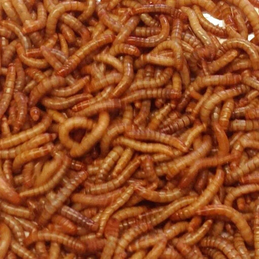 Live Mealworms-Bulk Options -Pet Supplies Store Live Mealworms Bulk