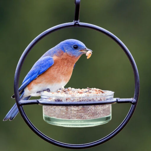 Orb Mealworm & Multi-Use Bird Feeder -Pet Supplies Store Orb Mealworm Multi Use Bird feeder