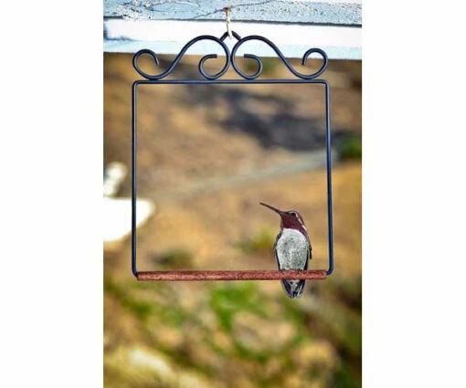 Pop's Hummingbird Swing -Pet Supplies Store POPSWINGBL