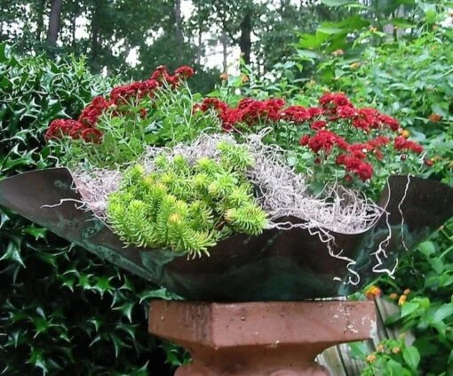 Patina Copper Planter Or Birdbath -Pet Supplies Store Patina Copper Planter or Bird Bath