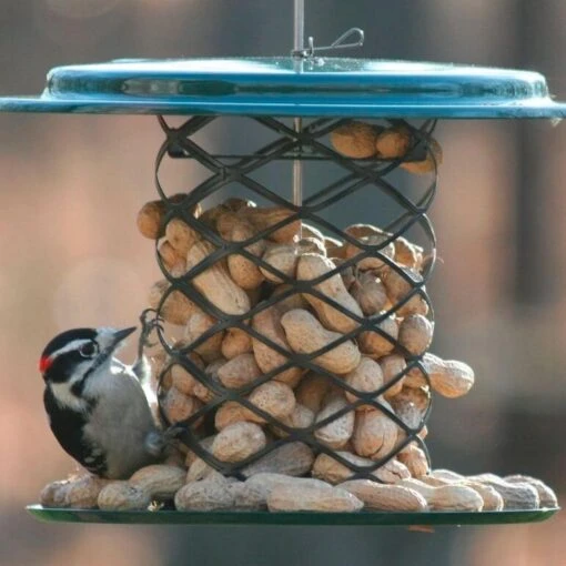 Peanut In Shell Feeder -Pet Supplies Store Peanu In Shell Feeder