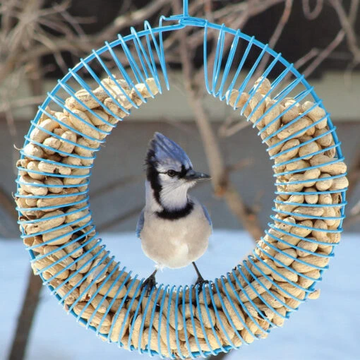 Whole Peanut Wreath Feeder -Pet Supplies Store Peanut Bird Feeder Wreath