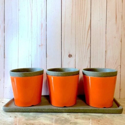 Poppy Triple Herb Planters- Detached Tray -Pet Supplies Store Poppy Triple Herb Planters