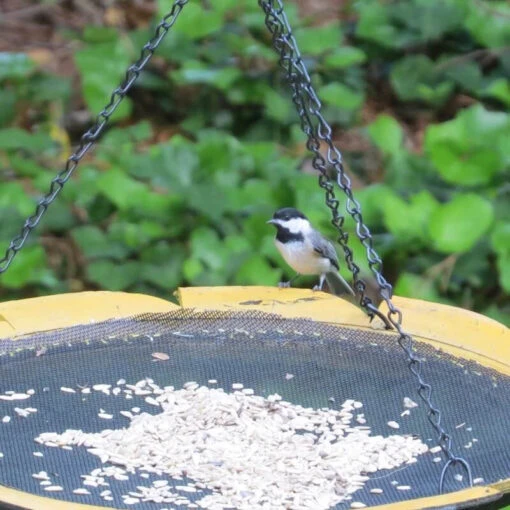 Recycled Tire Hanging Platform Feeder -Pet Supplies Store Recycled Hanging Platfrm Bird Feeder