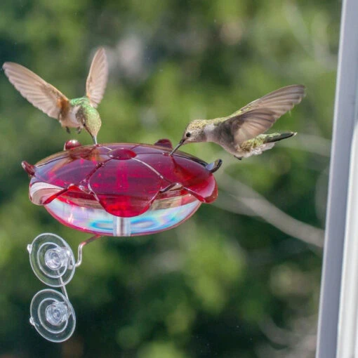 Window Mount Hummingbird Feeder -Pet Supplies Store Ruby Slipper Window Hummingbird Feeder