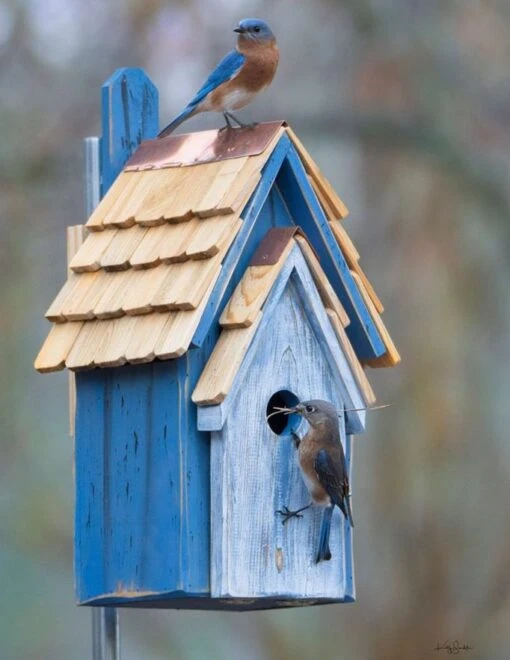 Rustic Bluebird Manor 2 Colors -Pet Supplies Store Rustic Bluebird Manor