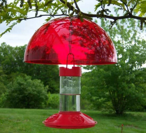 Dr. JB's Clean Hummingbird Feeder & Hummer Helmet -Pet Supplies Store SESQ83R 0f383c47 059e 4214 ba45 ee575659f256