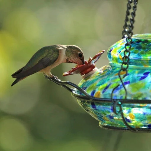 Solar Glass Hummingbird Feeder With Perch -Pet Supplies Store Solar Hummingbird Feeder Detail