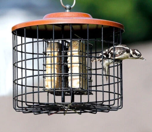 Squirrel Proof Double Suet Feeder -Pet Supplies Store Squirrel Proof Suet Feeder