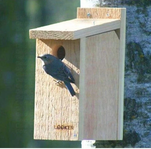 Pet Supplies Store -Pet Supplies Store View Thru Bluebird House