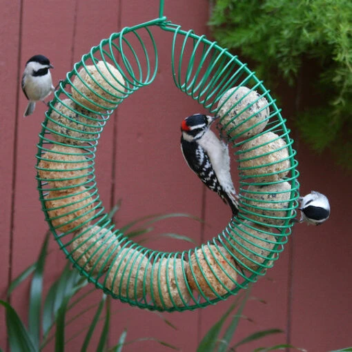 Whole Peanut Wreath Feeder -Pet Supplies Store Whole Peanut Feeder for Suet Balls too