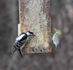 Suet Sandwich Bird Feeder -Pet Supplies Store Woodpecker Feeder 02 a5d871e4 f63e 4ad3 8a58 88f3236610f1