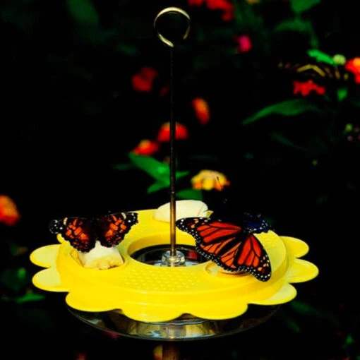 The Flutterby Butterfly Feeder -Pet Supplies Store butterly feeder