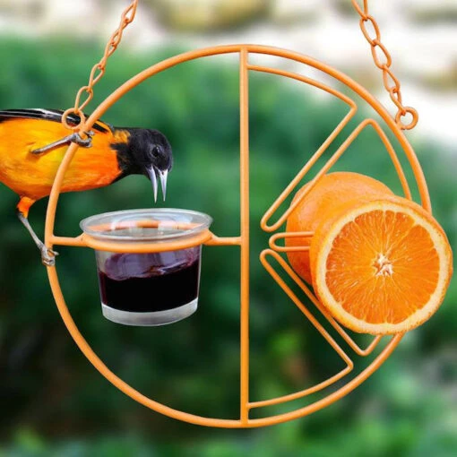 Clementine Oriole Feeder -Pet Supplies Store clementine 2C