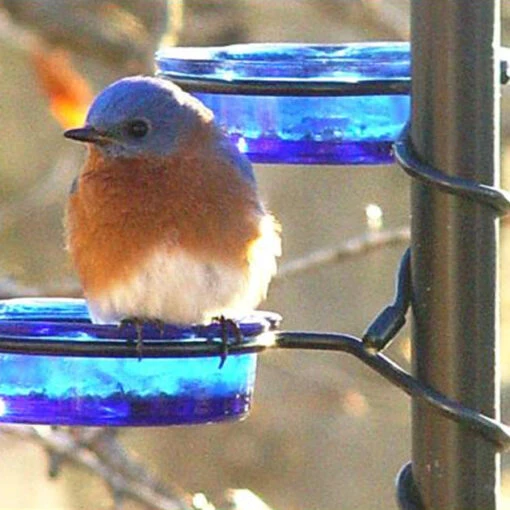 Quick-Connect Glass Mealworm Feeder -Pet Supplies Store quick connect glass mealworm feeder