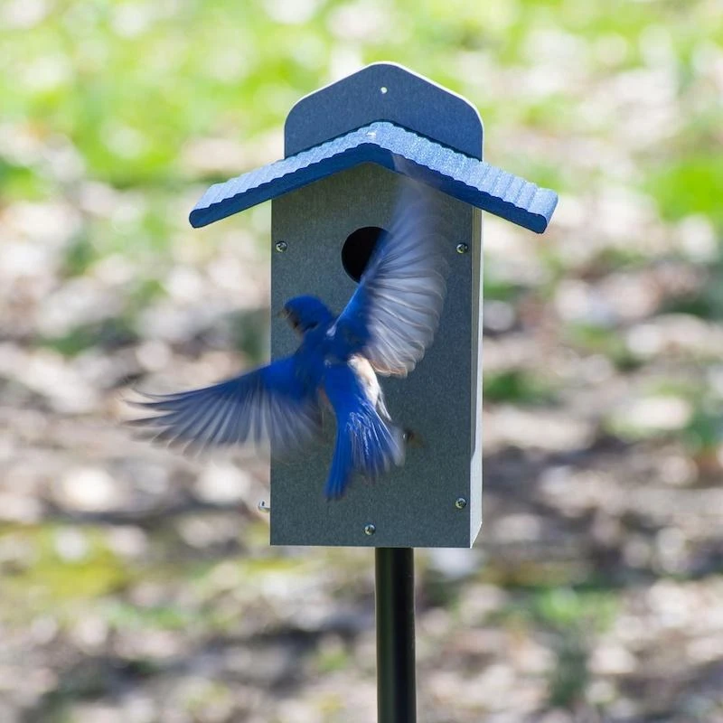 Pet Supplies Store -Pet Supplies Store recycled bluebird house