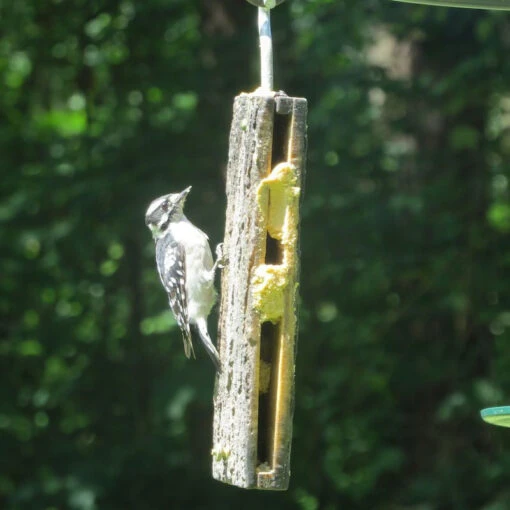 Suet Sandwich Bird Feeder -Pet Supplies Store recycled suet feeder