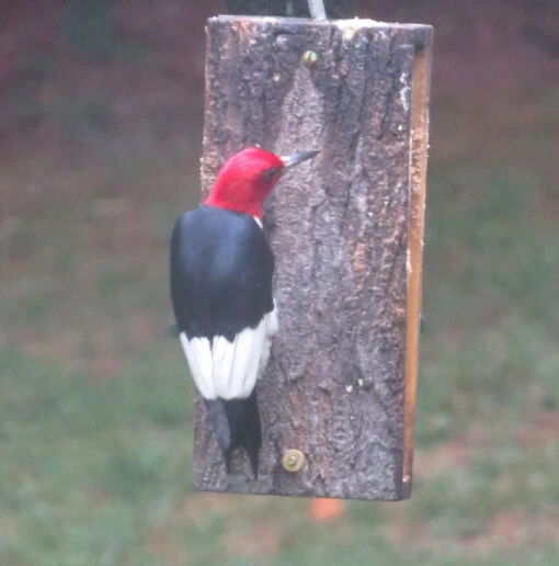 Suet Sandwich Bird Feeder -Pet Supplies Store red head woodpecker at suet sandwich