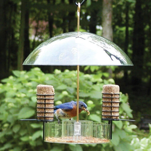 Super Dome Bird Feeder -Pet Supplies Store super dome bird feeder