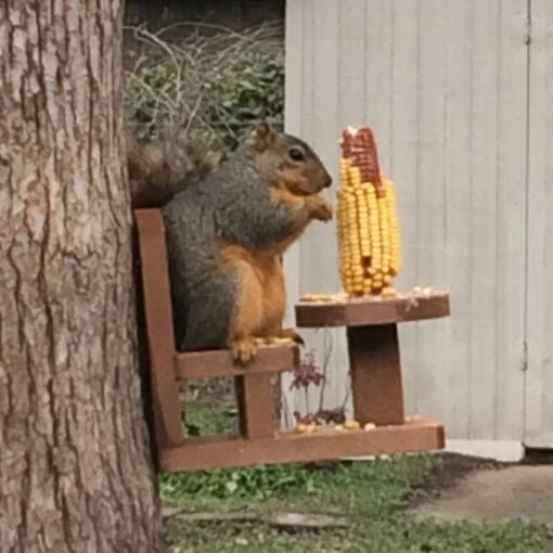 Table And Chair Squirrel Feeder-2 -Pet Supplies Store table chair squirrel feeder